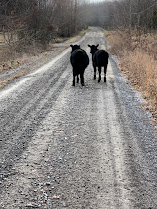 Image of two cows on a gravel road