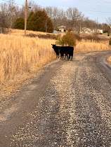 Image of two cows in the distance on a gravel road